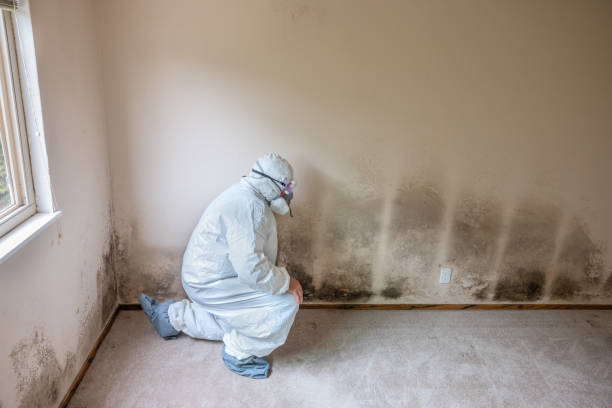 Certified Mold Removal in Cortez, FL