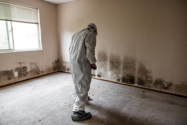 Home Mold Removal in Cortez, FL