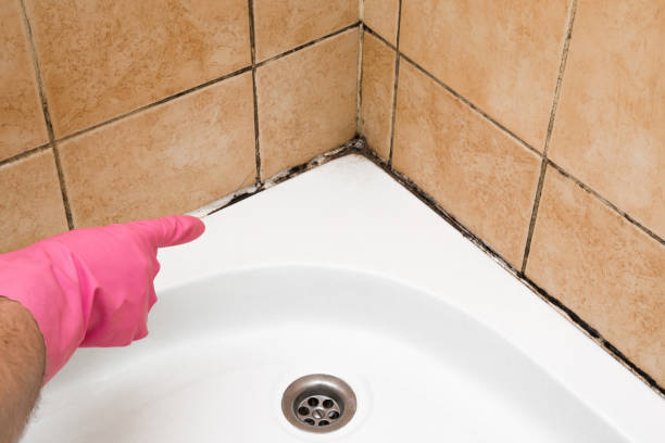 Best Fast Mold Removal  in Cortez, FL